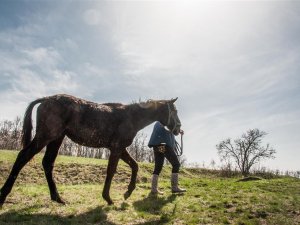 «Урятувати всіх коней усього світу» – ідея притулку для тварин «Пегас» (ФОТО, ВІДЕО)