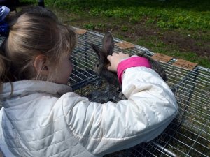 Фото: У Полтаві проходить виставка-продаж свійських тварин (фоторепортаж)