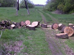 Фото: На Полтавщині затримали чоловіка, який перевозив незаконно зрубані дерева