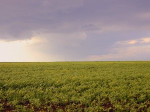 Оренда земельних паїв на Полтавщині – найдорожчі і найдешевші райони