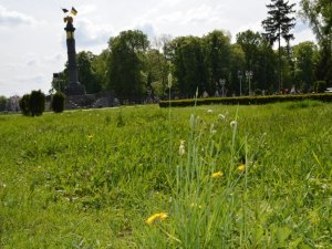 Фото: У центрі Полтави територія довкола клумб поросла бур’янами (ФОТО)