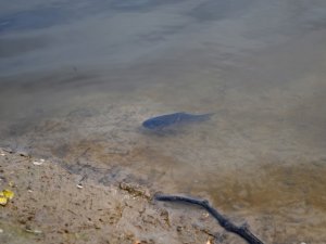 Фото: У Полтаві на берег одного із ставків викинуло кілька сотень дохлої риби