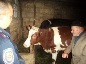 Фото: У жителя Пирятинського району вкрали корів та перевезли їх до Чернігівської області
