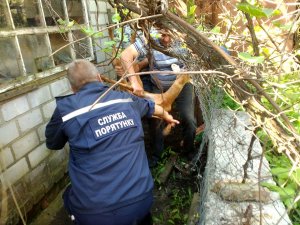 Фото: На Полтавщині врятували косулю, яка заплуталась у сітці (фото)