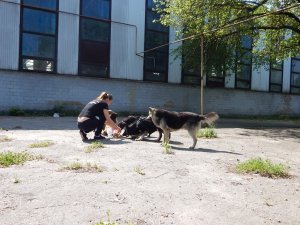 Фото: Під Полтавою стерилізують бездоглядних собак, щоб їх не вбивали