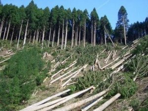 Фото: Обласні управління лісового господарства посилять контроль над санітарними рубками: про заборони