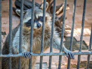 Фото: Рада заборонила пересувні зоопарки та виставки диких тварин