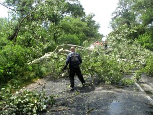 Фото: На Полтавщині негода повалила 12 дерев на дорогу