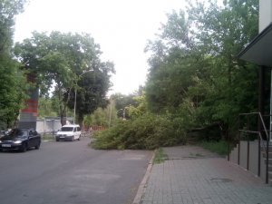 Фото: У центрі Полтави дерева впали й перекрили рух транспорту