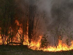 У Гадяцькому районі згоріло майже півгектара лісу