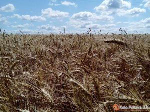 Фото: На Полтавщині намолотили півмільйона тонн зернових