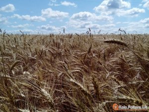 На Полтавщині намолотили півмільйона тонн зернових