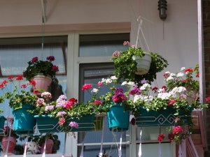 Фото: Полтавці на балконі створили затишну квітучу локацію