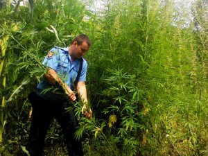 Фото: На Полтавщині на дачі чоловік вирощував чотириметрову коноплю
