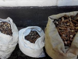 Фото: На Полтавщині жінка зберігала удома 9 кілограмів макової соломи