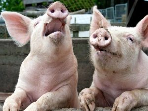Фото: На Полтавщині зафіксували африканську чуму свиней