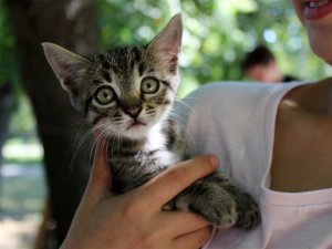 «Мені хотілося врятувати чиєсь життя» – полтавка взяла у дім безпритульне кошеня