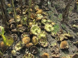 На Полтавщині дві жінки крали соняшник із поля