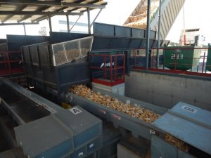 Високоякісне насіння кукурудзи та соняшника виробляють на Полтавщині (ФОТО)