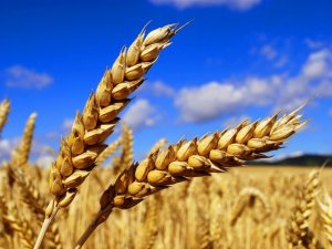 Фото: Полтавська компанія посіла перше місце за прибутком серед тих, хто вирощує зерно