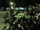 Фото: Сніжна Полтава увечері