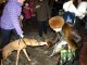 Фото: У Полтаві заради безпритульних тварин співали, збирали гроші та показували відео