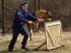 Фото: У Полтаві до Євро-2012 службових собак спеціально тренують шукати наркотики та терористів
