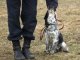 Фото: У Полтаві до Євро-2012 службових собак спеціально тренують шукати наркотики та терористів