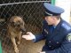 Фото: У Полтаві до Євро-2012 службових собак спеціально тренують шукати наркотики та терористів
