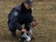 Фото: У Полтаві до Євро-2012 службових собак спеціально тренують шукати наркотики та терористів