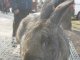 Фото: До Полтави на виставку привезли кролів велетнів