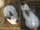 Фото: До Полтави на виставку привезли кролів велетнів