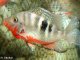 Фото: У Полтаві рибка-гопник замучила своїх господарів розбірками