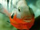 Фото: У Полтаві рибка-гопник замучила своїх господарів розбірками