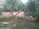 Фото: У Полтаві дерево впало на один із дитячих майданчиків