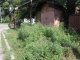 Фото: Поблизу Київського вокзалу в Полтаві з'явилася плантація небезпечних рослин