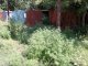 Фото: Поблизу Київського вокзалу в Полтаві з'явилася плантація небезпечних рослин
