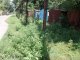 Фото: Поблизу Київського вокзалу в Полтаві з'явилася плантація небезпечних рослин
