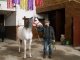 Фото: На Полтавщині заради порятунку коней продали зоопарк