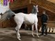 Фото: На Полтавщині заради порятунку коней продали зоопарк
