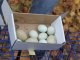 Фото: У Полтаву привезли птахів, які несуть яйця без холестерину