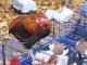 Фото: У Полтаву привезли птахів, які несуть яйця без холестерину