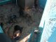 Фото: Чотирилапі безхатькі у Полтаві замерзають від холоду
