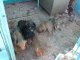 Фото: Чотирилапі безхатькі у Полтаві замерзають від холоду
