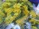 Фото: Тема тижня. У Полтаві продають справжні весняні  квіти