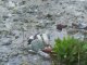 Фото: Полтавський ставок закидали пластиковими бляшанками