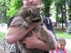 Фото: У Полтаві центром розгулює єнот з Канади
