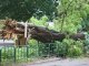 Фото: Фотофакт. Негода руйнує в Полтаві дерева