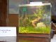 Фото: У Полтаві відкрилась виставка оригінальних акваріумів: фоторепортаж