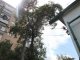 Фото: Як в Полтаві позбавитись аварійного дерева: реальність
